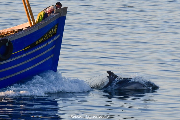 Dolphins Moonlight and Starlight